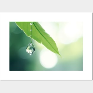 Leaf Water Drop Nature Serene Tranquil Posters and Art